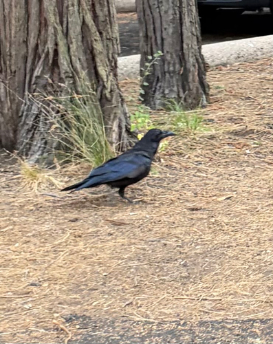 iNaturalist observation photo of Common Raven