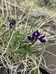 Lupinus flavoculatus