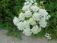 Oenanthe pimpinelloides