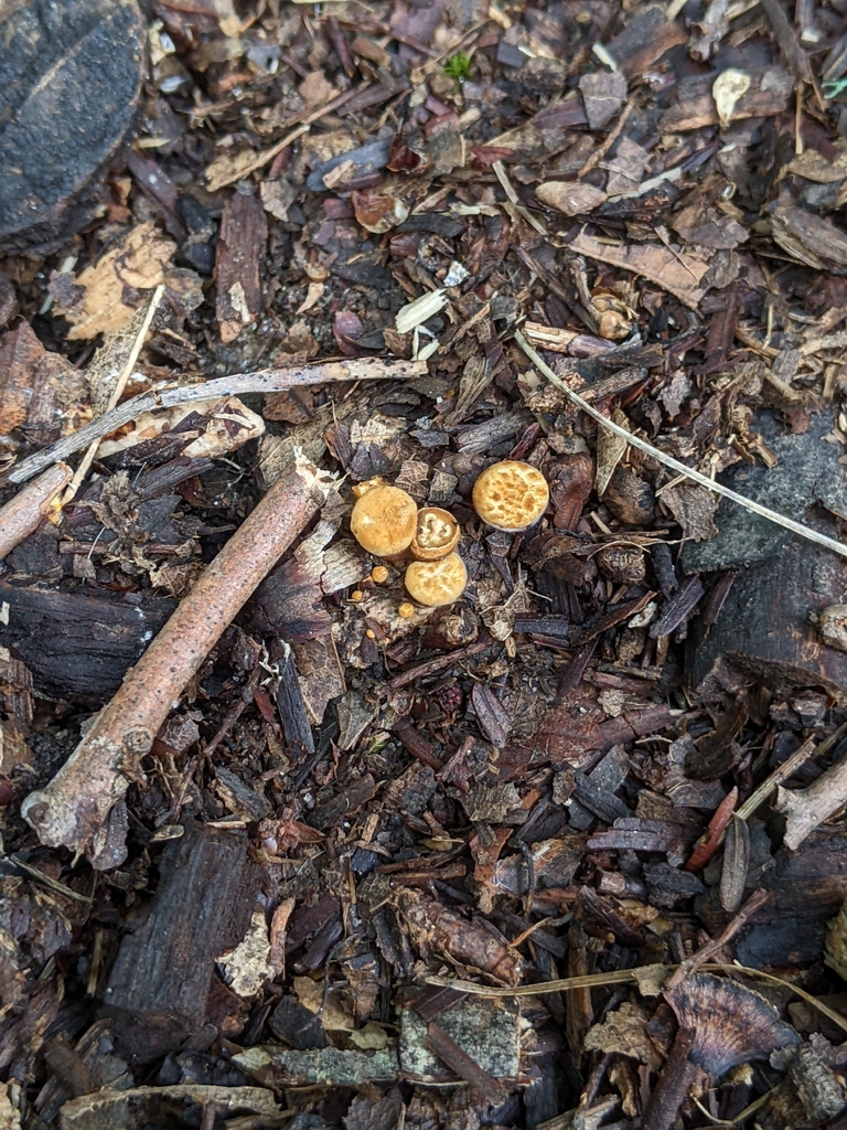 common bird's nest fungus · July 2026 · photo: Photo: (c) Maria Aghazarian, some rights reserved (CC BY) · iNaturalist
