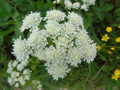 Oenanthe pimpinelloides