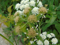 Oenanthe pimpinelloides