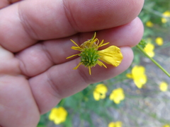 Ranunculus neapolitanus