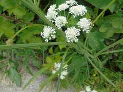 Oenanthe pimpinelloides