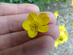 Ranunculus neapolitanus