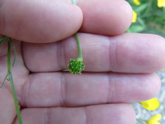 Ranunculus neapolitanus