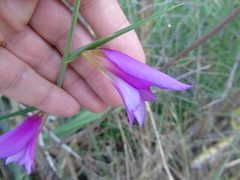 Gladiolus italicus