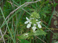 Stachys spinulosa