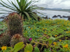 Mammillaria mazatlanensis