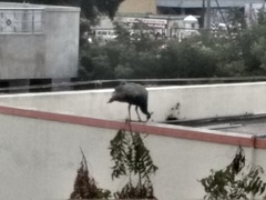 Pavo cristatus