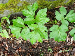 Angelica pubescens