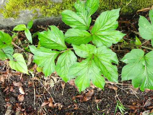 Angelica pubescens, photograph 1