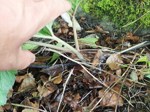 Angelica pubescens, photograph 2
