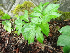Angelica pubescens, photograph (c) 村山史世　（Fumiyo MURAYAMA), some rights reserved (CC BY)