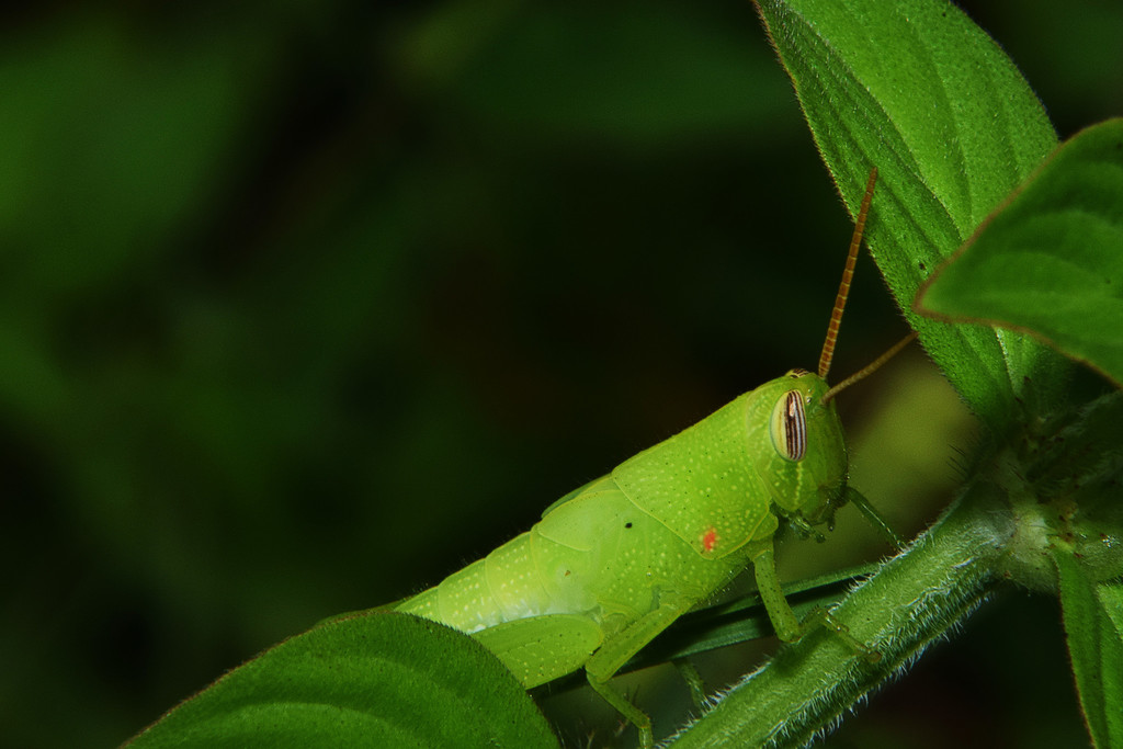 Stenocatantops splendens