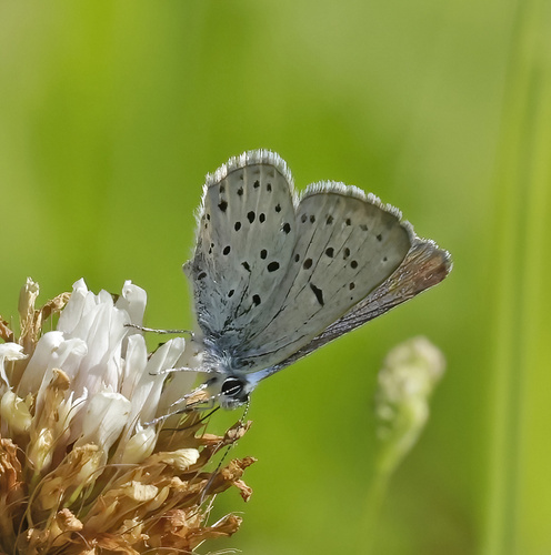 iNaturalist observation photo of Greenish Blue