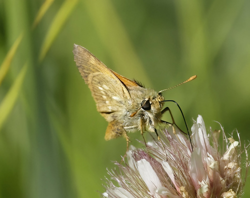 iNaturalist observation photo of Sonoran Skipper