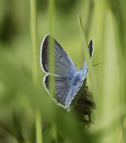 iNaturalist observation photo of Greenish Blue