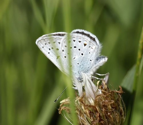 iNaturalist observation photo of Greenish Blue