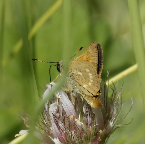 iNaturalist observation photo of Sonoran Skipper