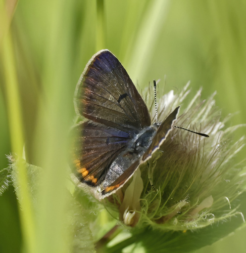 iNaturalist observation photo of Icaricia