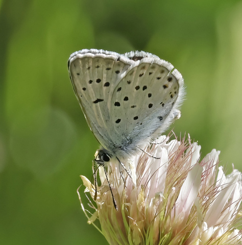 iNaturalist observation photo of Greenish Blue