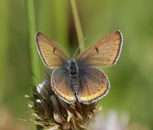iNaturalist observation photo of Greenish Blue