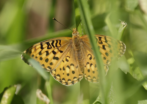 iNaturalist observation photo of Greater Fritillaries