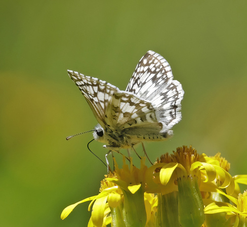 iNaturalist observation photo of Common Checkered-Skipper