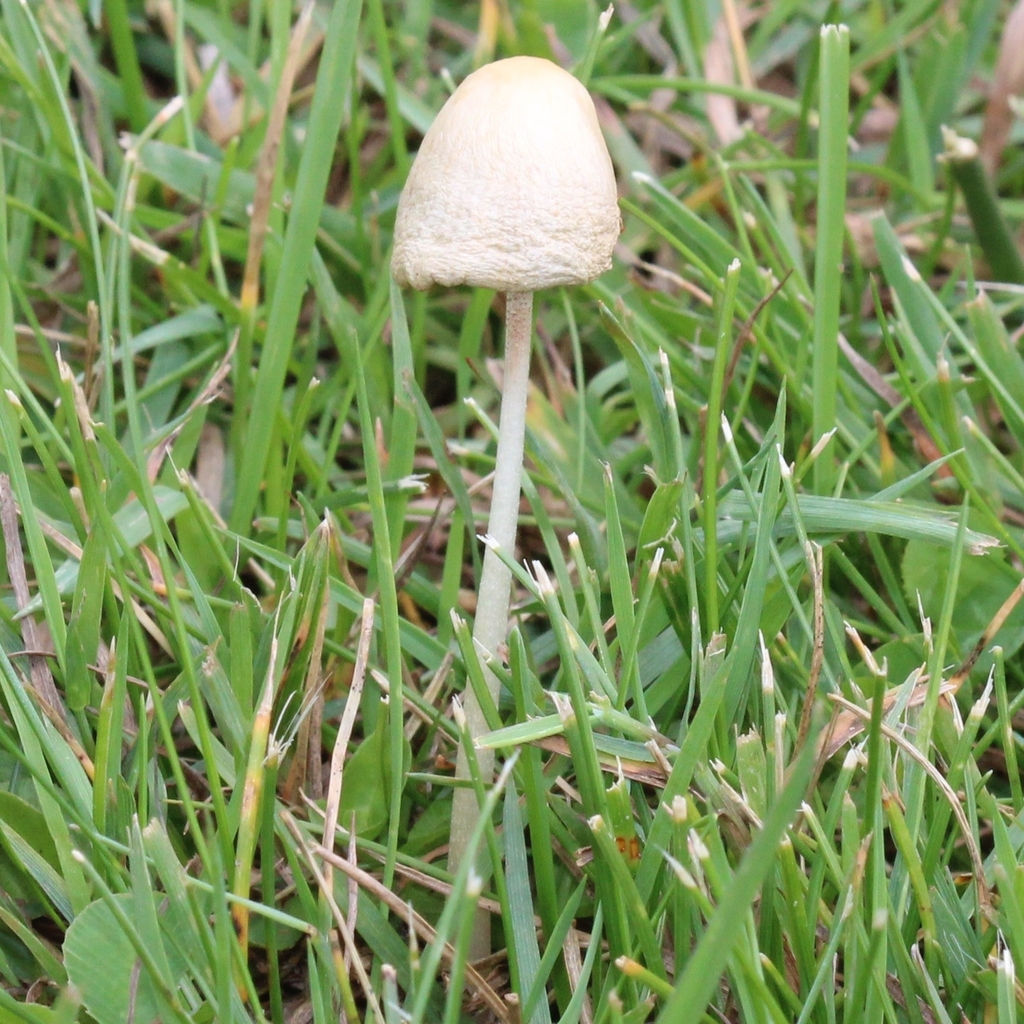milky conecap · July 2026 · photo: Photo: (c) adam1420, some rights reserved (CC BY) · iNaturalist
