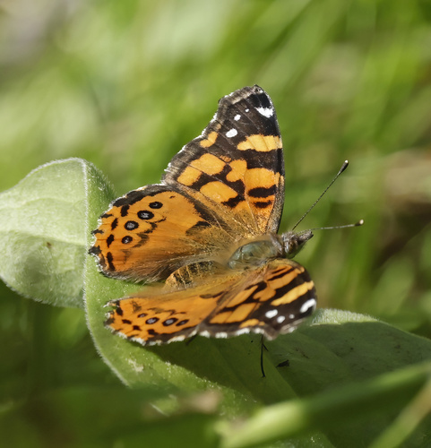 iNaturalist observation photo of West Coast Lady