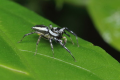 Phintelloides versicolor