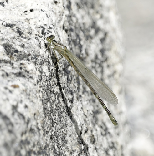 iNaturalist observation photo of Narrow-winged Damselflies