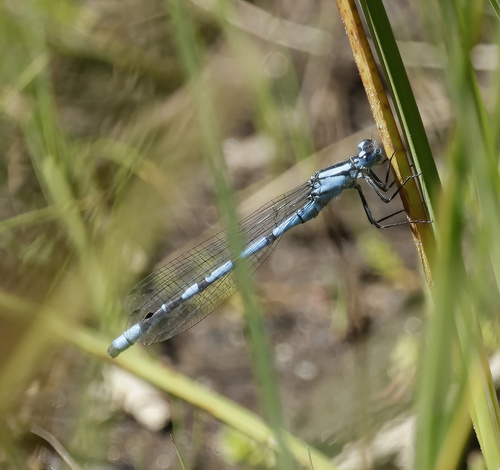 iNaturalist observation photo of Bluets