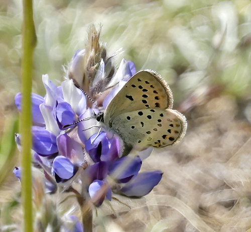iNaturalist observation photo of Greenish Blue