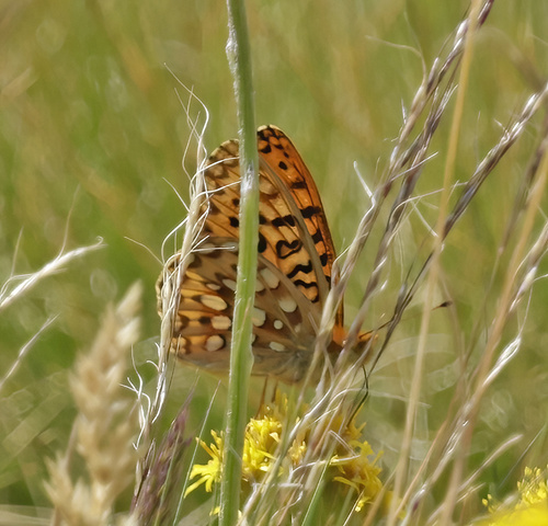 iNaturalist observation photo of Greater Fritillaries