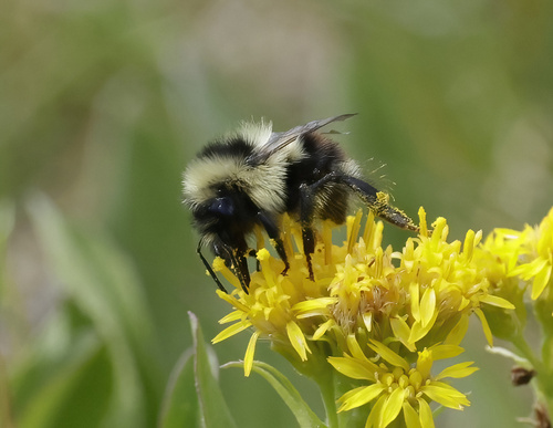 iNaturalist observation photo of Forest Bumble Bee