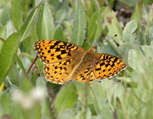 iNaturalist observation photo of Greater Fritillaries
