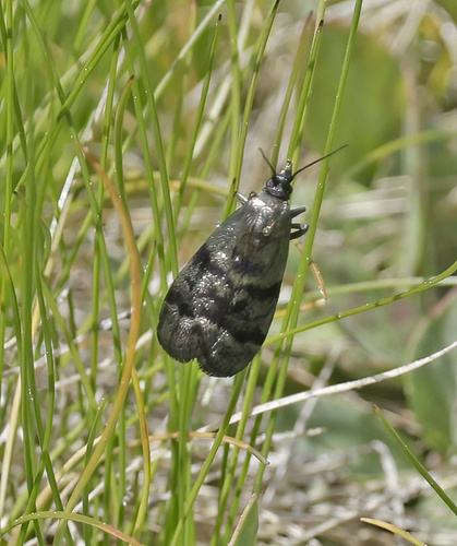 iNaturalist observation photo of Pyralid and Crambid Snout Moths