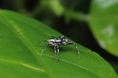 Phintelloides versicolor