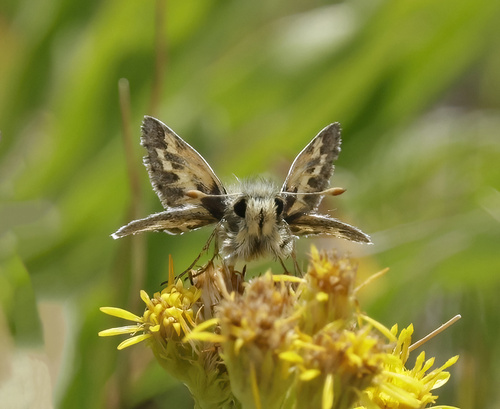 iNaturalist observation photo of Polites
