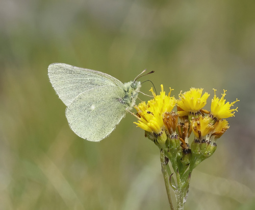 iNaturalist observation photo of Sierra Sulphur