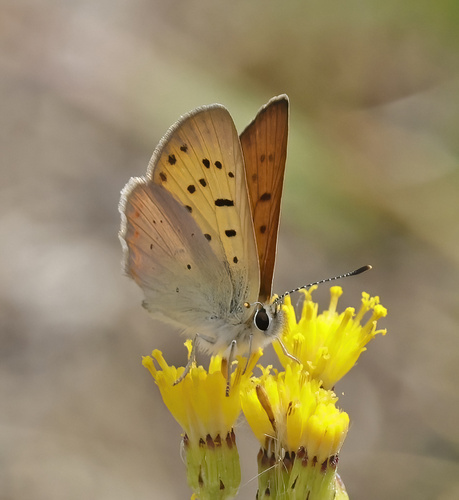 iNaturalist observation photo of Lilac-bordered Copper