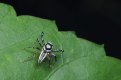 Phintelloides versicolor