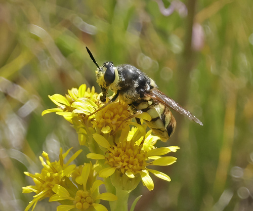 iNaturalist observation photo of Stratiomys