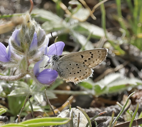 iNaturalist observation photo of Greenish Blue