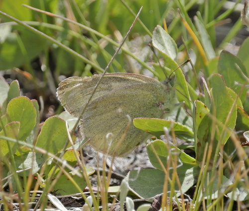 iNaturalist observation photo of Sierra Sulphur