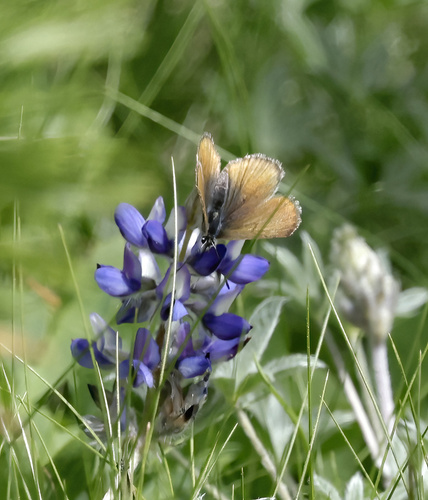 iNaturalist observation photo of Greenish Blue