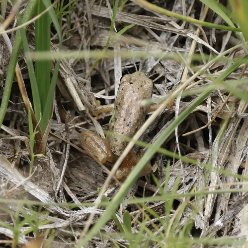 iNaturalist observation photo of Pacific chorus frog