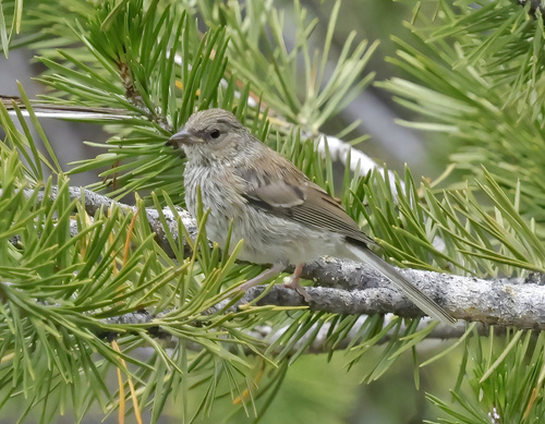 iNaturalist observation photo of Dark-eyed Junco